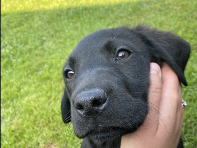 Beautiful KC Reg Labrador Puppys