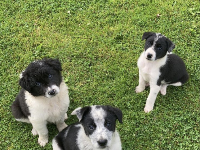 beautiful sheepdog pups