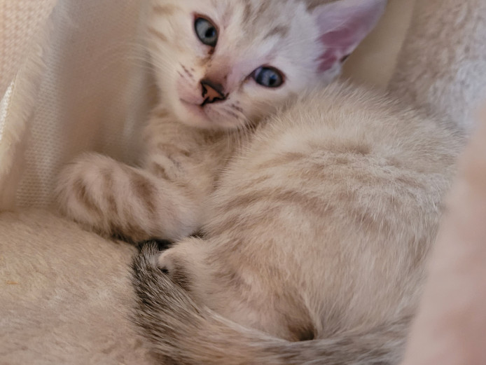 Snow lynx bengles and mink bengles 