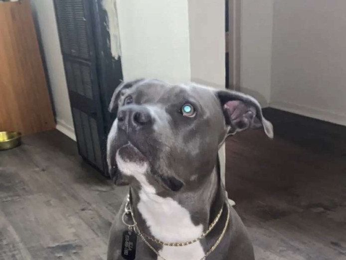 Pure Bred (not mixed) American Pitbull Terrier for sale