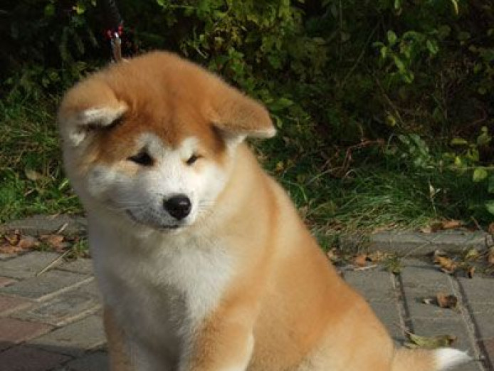 AKITA Puppy for sale
