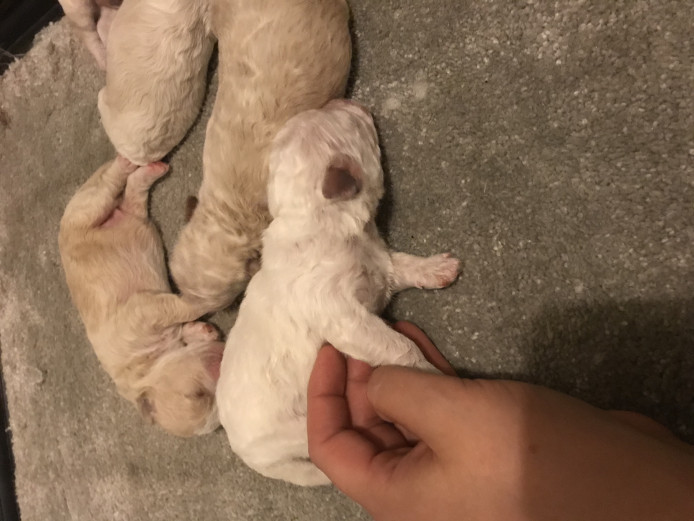 Gorgeous maltipoochon puppy’s for sale