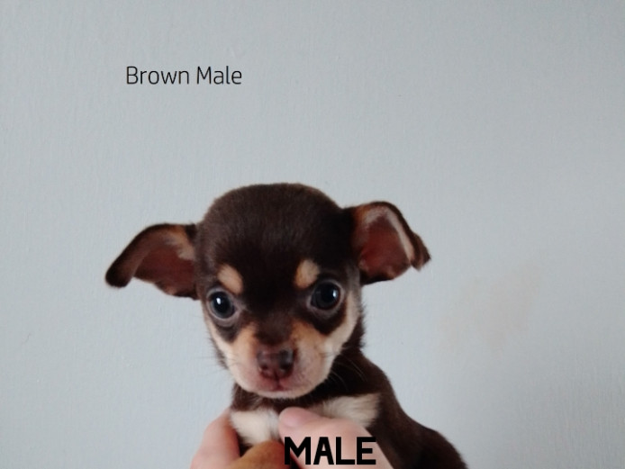 Chihuahua x Jackawawa puppies