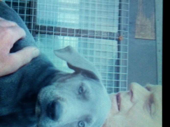 Great dane puppies for sale