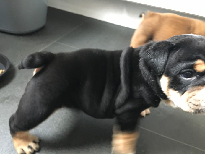 2 black tri British bulldog boys and 3 brown and white boys 