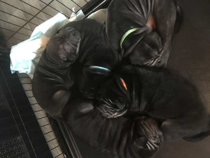 KC Registered Shar Pei Puppies. 