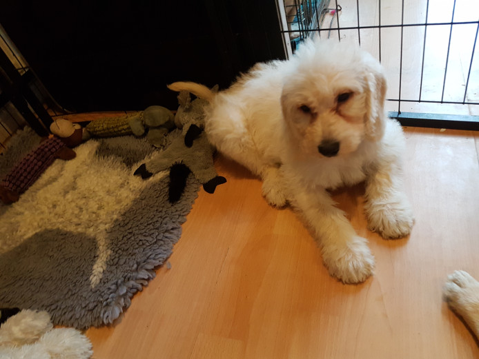 Last 3 f2 labradoodle puppies ready to go now