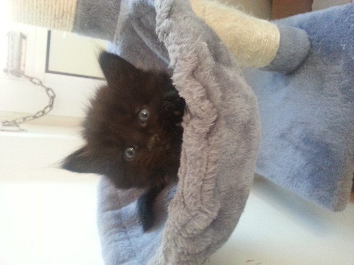 Unusual beautiful kittens