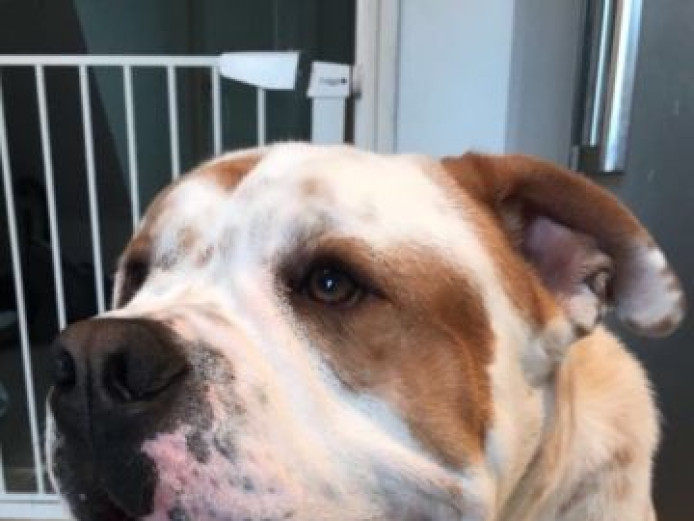 Sharpei x british bulldog 