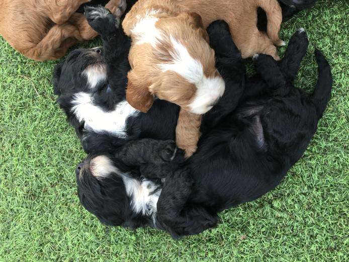 Beautiful f1 cockapoo puppies 