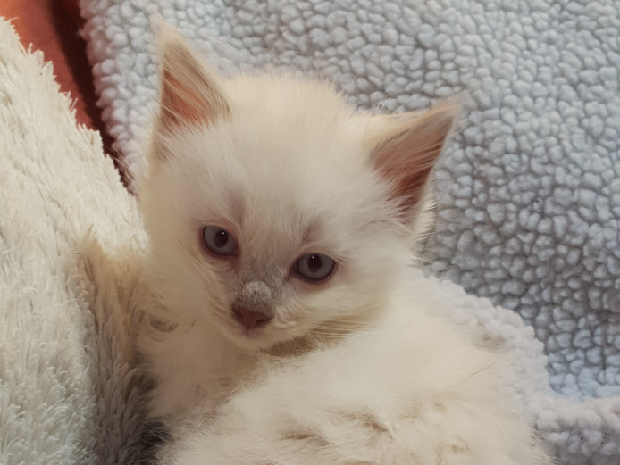 TICA Registered Ragdoll Kittens Ready From July 