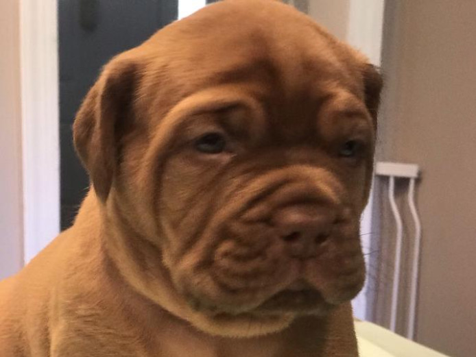 Beautiful Kc Dogue De Bordeaux Puppies