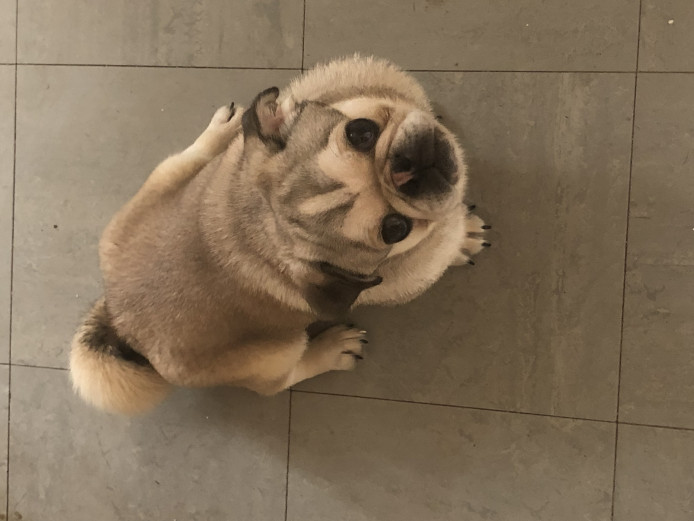 Male fawn pug 