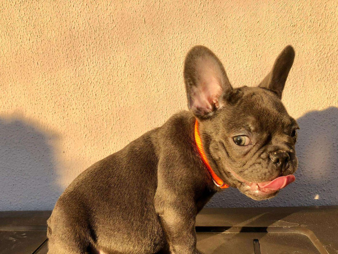 BLUE FRENCH BULLDOG