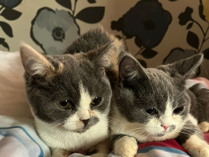 BSH kittens ready to go
