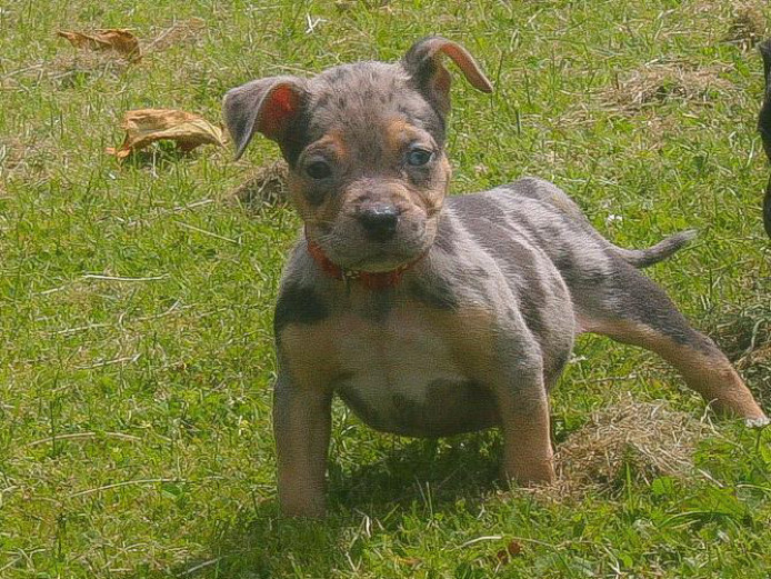 American bully puppy’s 