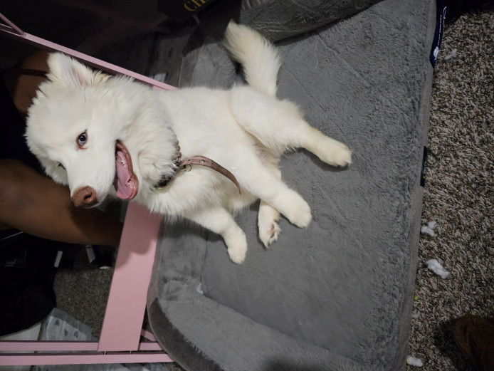 Husky for sell