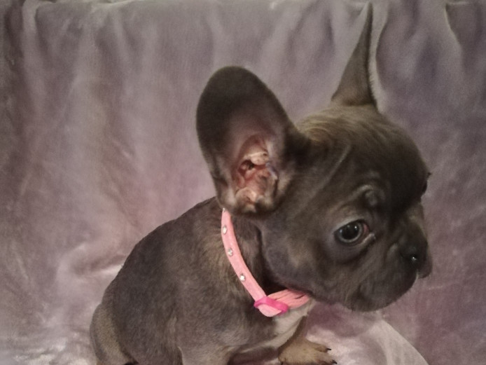 5 beautiful french bulldog puppies