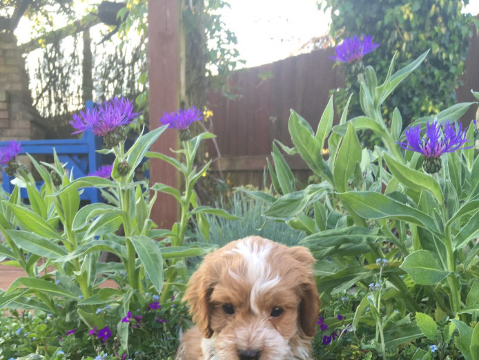READY NOW F1 Cockapoo puppies