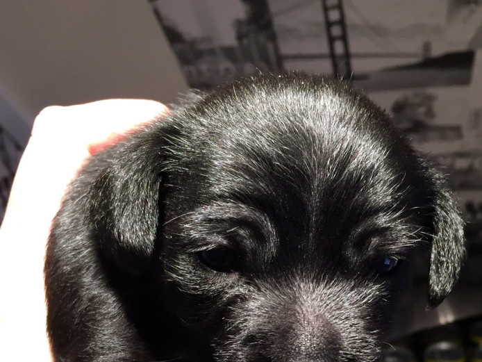 For Sale Chihuahua x Jack Russell Puppies 