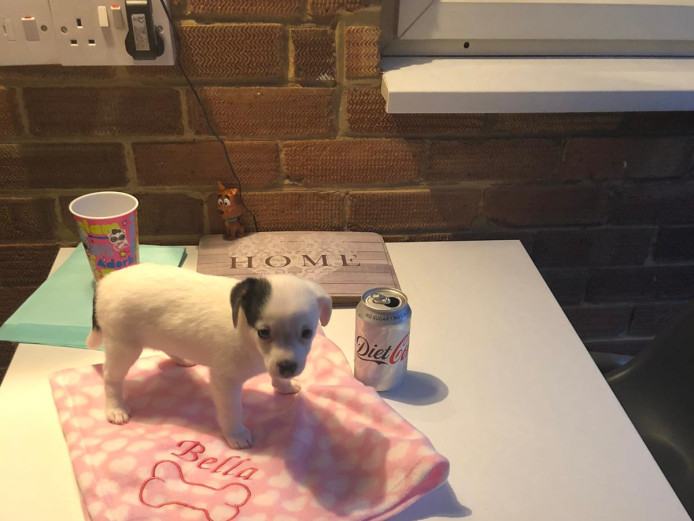 Beautiful Jack chi puppy for sale £1500