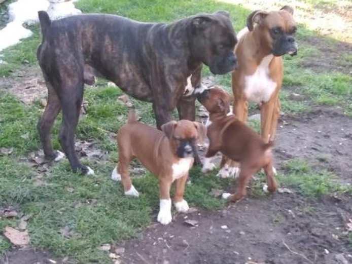Very loving Playful and such a smart Boxer puppies