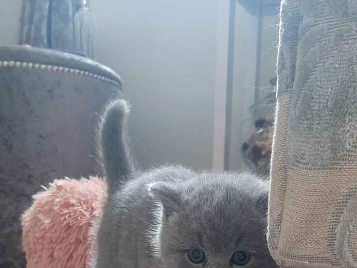 British Shorthair Blue GCCF ACTIVE 
