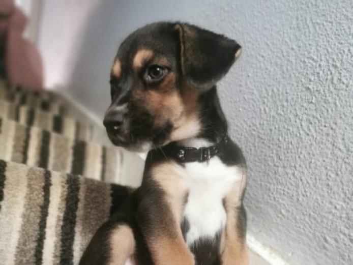 Husky cross beagle puppy Mixed Breed for Sale Near Me in Leicester