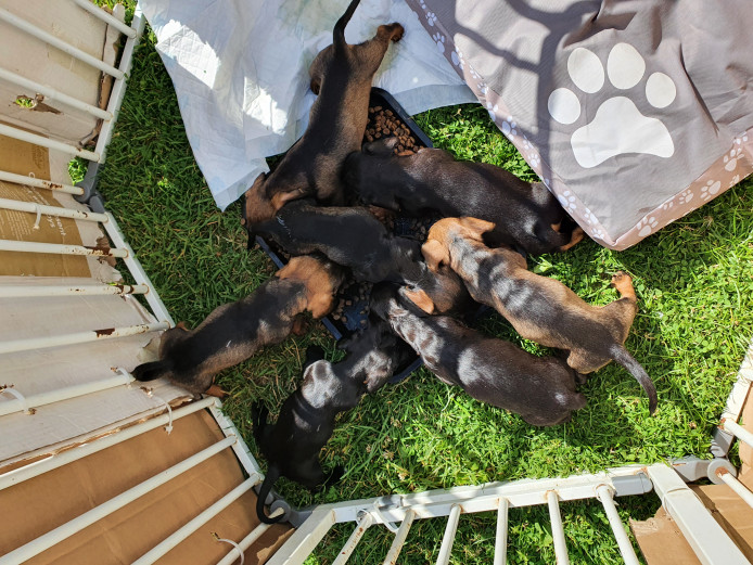 Dachshund Puppies 8 weeks old (Ready to leave)
