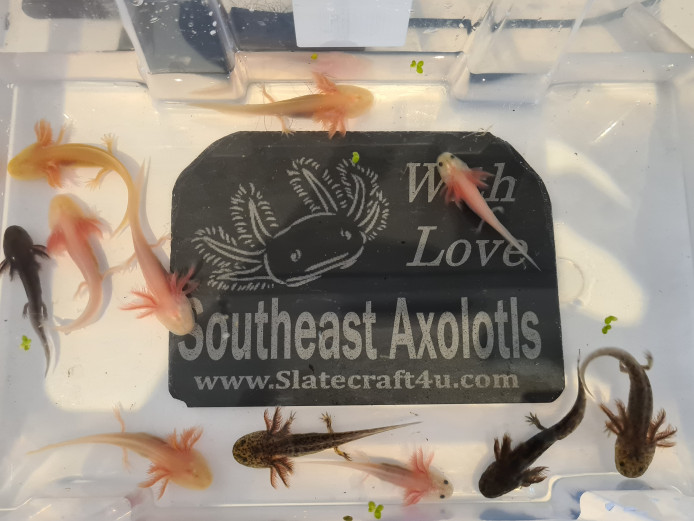 Axolotl babys