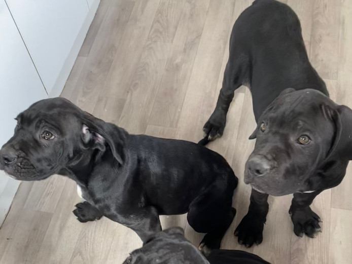 READY NOW FULLY VACCINATED