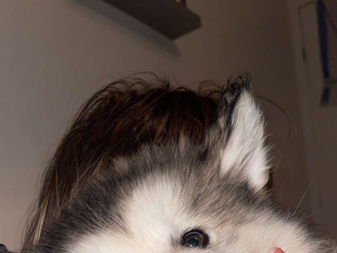 alaskan malamute cross husky puppy