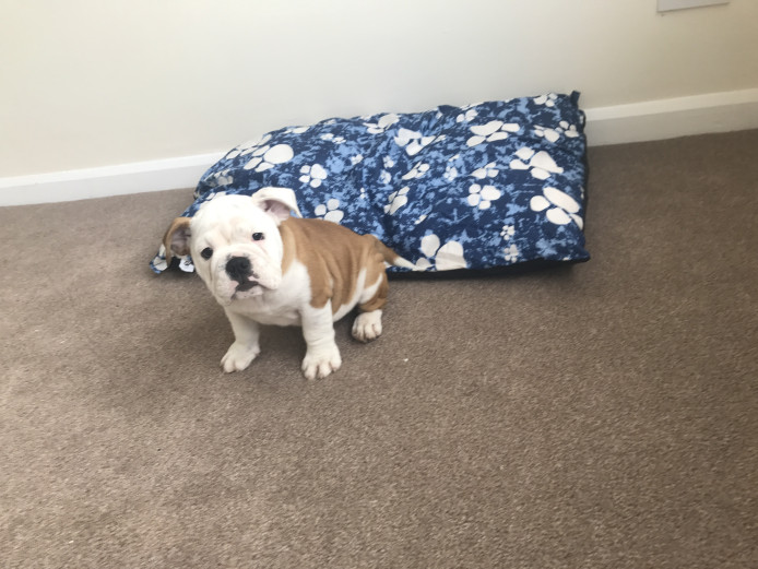 Bulldog puppy for sale