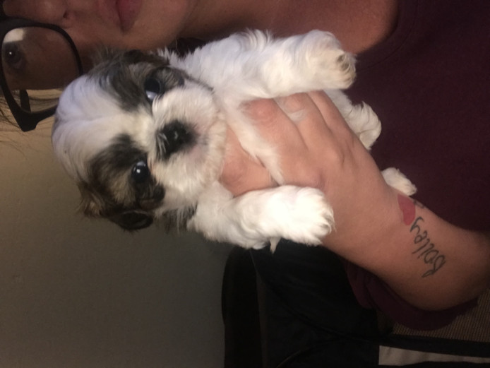 Shih-tzu puppies
