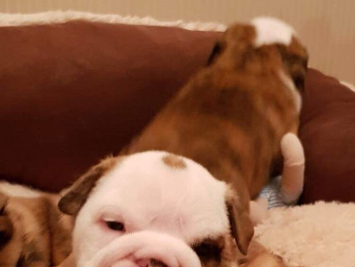 British bulldog KC registered 