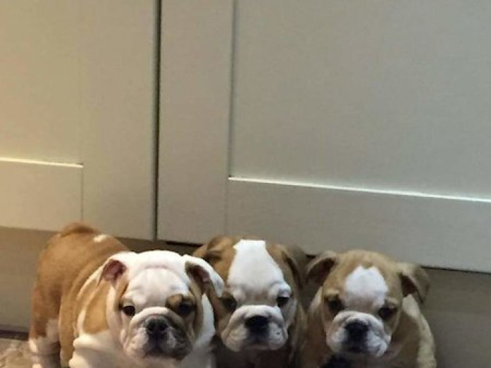 Champion bred British bulldog
