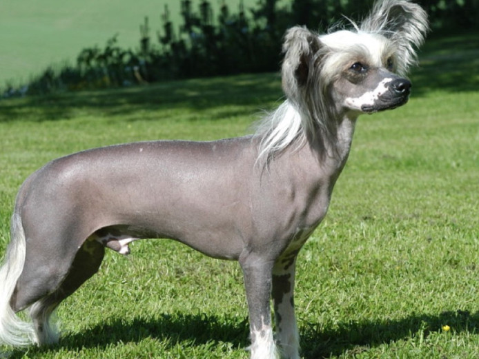 Wanted Chinese Crested