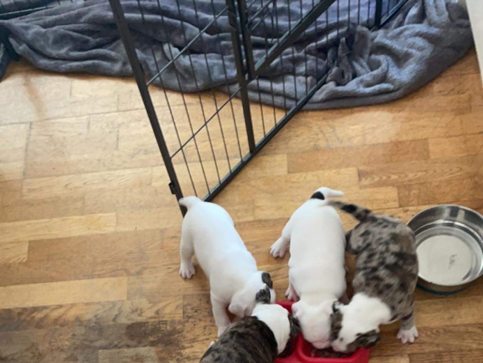 Olde Tyme/English Bulldog puppies 
