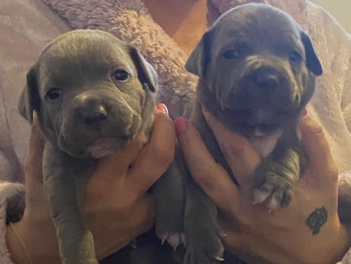 Blue staff puppies 