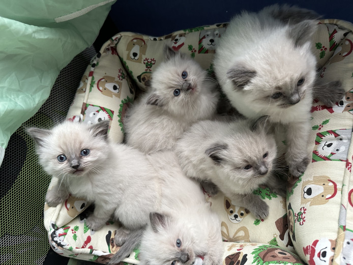 Beautiful Ragdoll Kittens