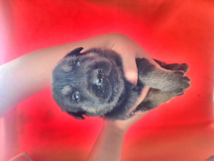 8 ADORABLE GERMAN SHEPARD PUPPIES