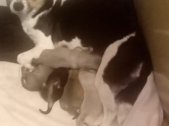 chihuahua pips for sale