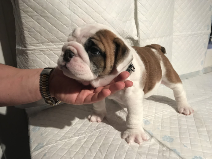 Bulldog Pups KC Registered