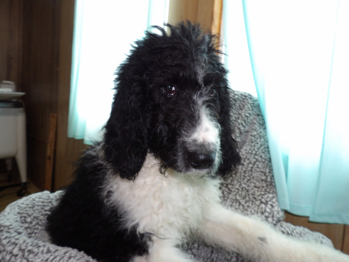 Bernedoodles