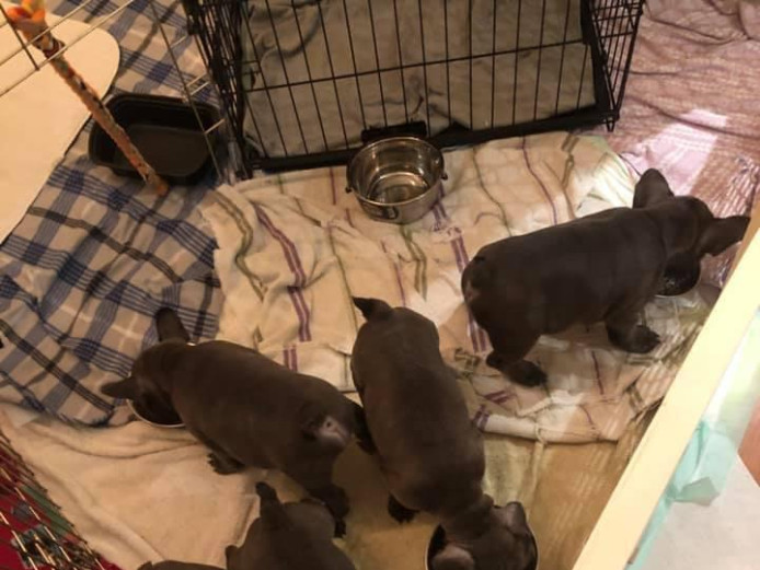 Eye-catching KC Reg. French Bulldog Puppies