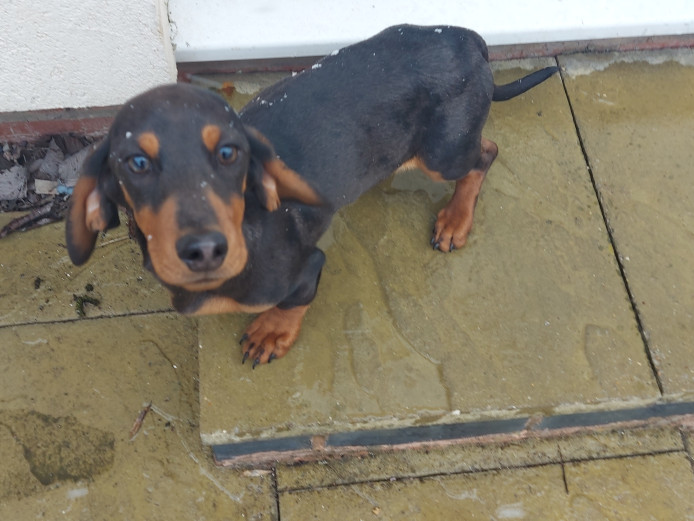 Minature Dachshund boy 5 months old