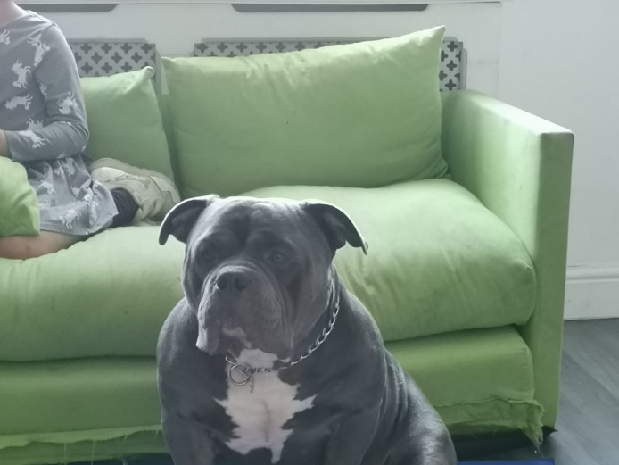 American pocket bully