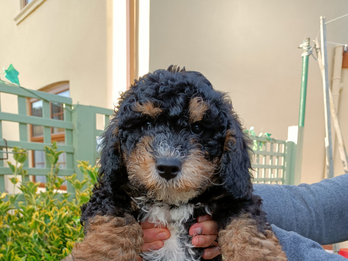 Stunning Cavapoochon puppies