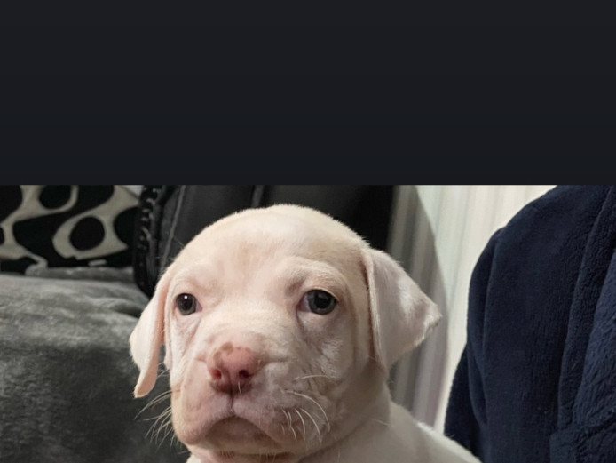 Stunning American bulldog puppies 