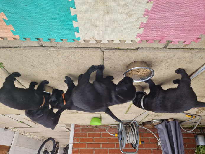 Black Labradors Retrievers